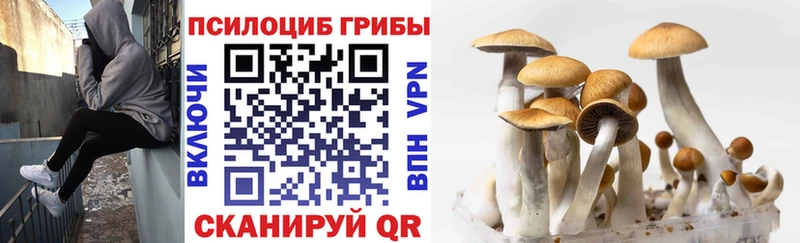 Купить  Болгар  Псилоцибиновые грибы мицелий 